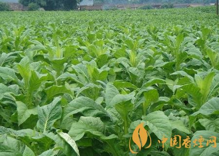 湖南江永連續(xù)4年獲得煙田綠色防控覆蓋率100%!
