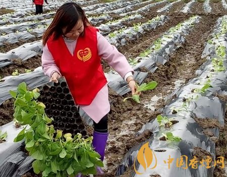 四川煙葉產區高質量完成10844萬畝烤煙適時移栽!